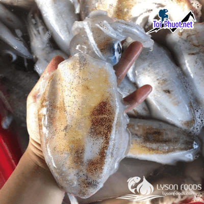 Mực Lý Sơn Cung cấp mực Quảng Ngãi hải sản tươi sống giá sỉ tốt rẻ chất lượng