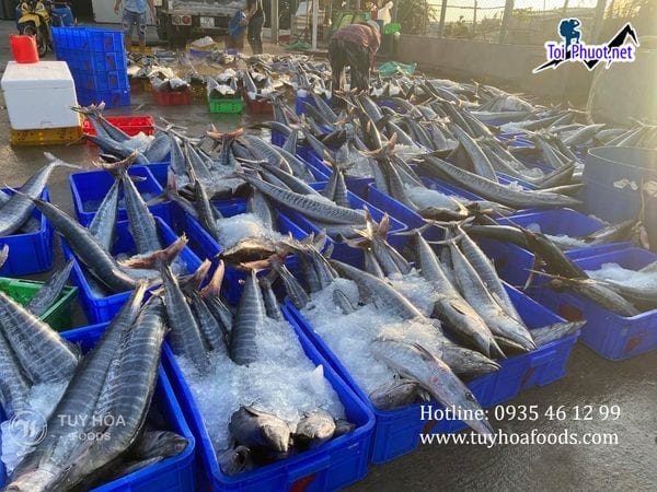 Nguồn hải sản cung cấp hải sản Quảng Ngãi sỉ giá rẻ tốt đa dạng loại khác nhau