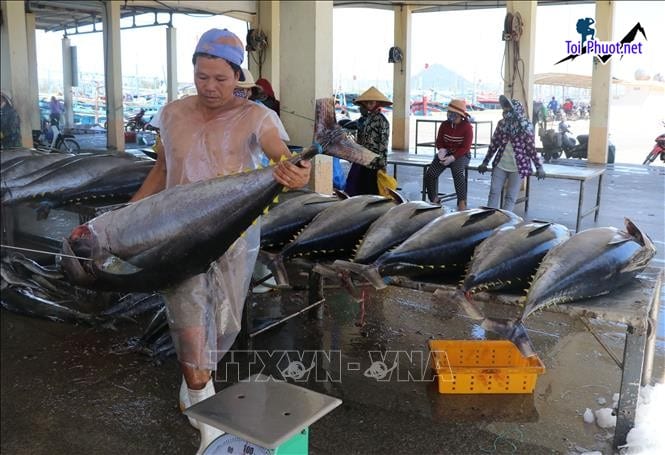 Nhập khẩu Cung cấp cá ngừ đại dương Hòa Bình hải sản tươi sống giá sỉ tốt rẻ