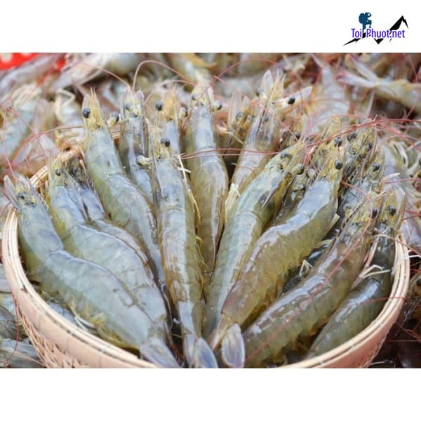 Nhu cầu Cung cấp Tôm Yên Bái hải sản tươi sống giá sỉ tốt rẻ đến người dùng