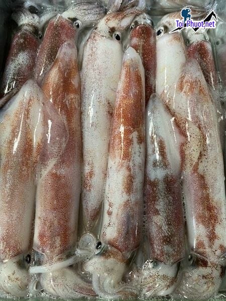 Nơi Cung cấp mực Tam Kỳ Quảng Nam hải sản tươi sống giá sỉ tốt rẻ tươi ngon