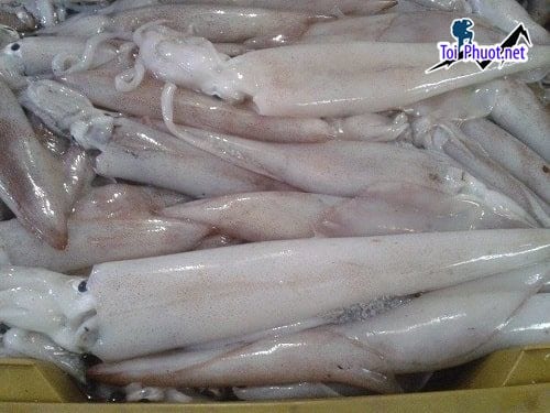 Phân phối Cung cấp mực Tuyên Quang hải sản tươi sống giá sỉ tốt rẻ đạt chuẩn