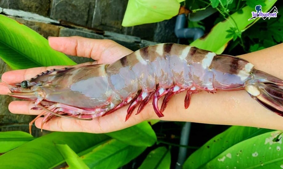 Phân phối Cung cấp Tôm Quảng Ngãi hải sản tươi sống giá sỉ tốt rẻ lựa tôm to