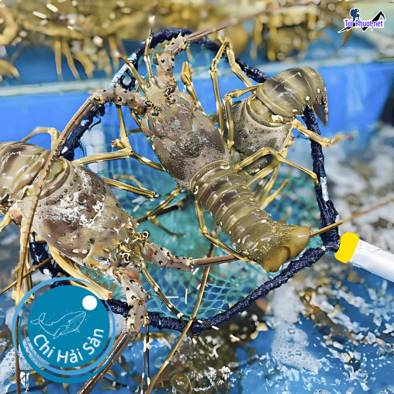 Sỉ lẻ Cung cấp tôm hùm Ninh Bình hải sản tươi sống giá sỉ tốt rẻ tốt nhất