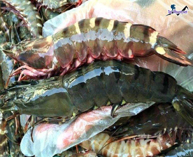 Tìm nguồn Cung cấp Tôm Ninh Bình hải sản tươi sống giá sỉ tốt rẻ ưu đãi