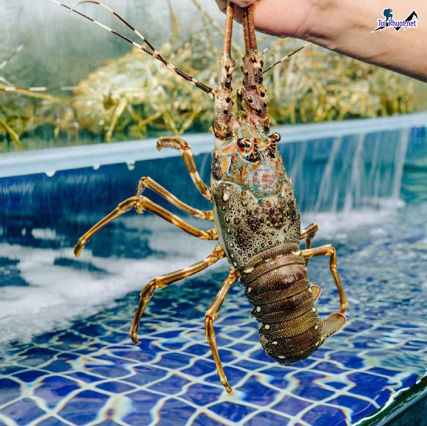 Tôm hùm cao cấp Cung cấp tôm hùm Phan Rang - Tháp Chàm Ninh Thuận hải sản tươi sống giá sỉ tốt rẻ
