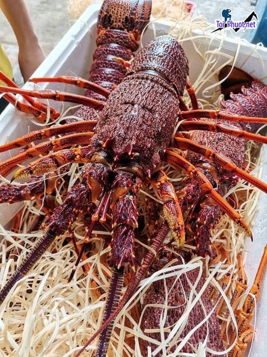 Tôm hùm đỏ Cung cấp tôm hùm Vị Thanh Hậu Giang hải sản tươi sống giá sỉ tốt rẻ