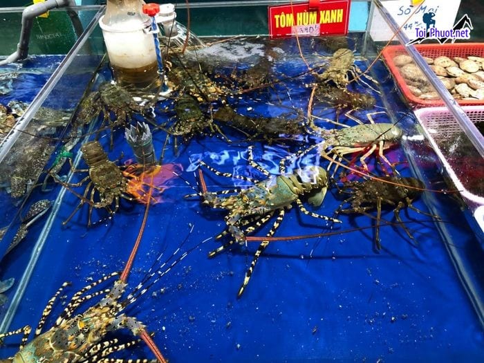 Tôm hùm sống Cung cấp tôm hùm Trà Vinh hải sản tươi sống giá sỉ tốt rẻ