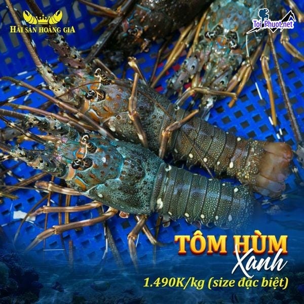 Tôm tươi Cung cấp tôm hùm Thanh Hóa hải sản tươi sống giá sỉ tốt rẻ uy tín