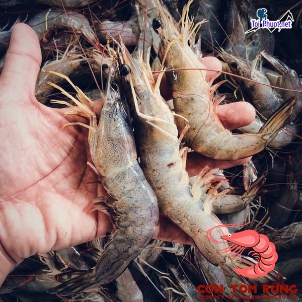 Tôm tươi ngọt Cung cấp Tôm Vị Thanh Hậu Giang hải sản tươi sống giá sỉ tốt rẻ uy tín