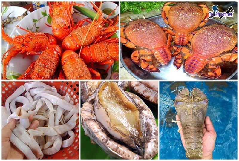 Tổng hợp các loại hải sản Cung cấp tôm hùm hải sản Gia Nghĩa Đắk Nông tươi sống giá sỉ tốt rẻ