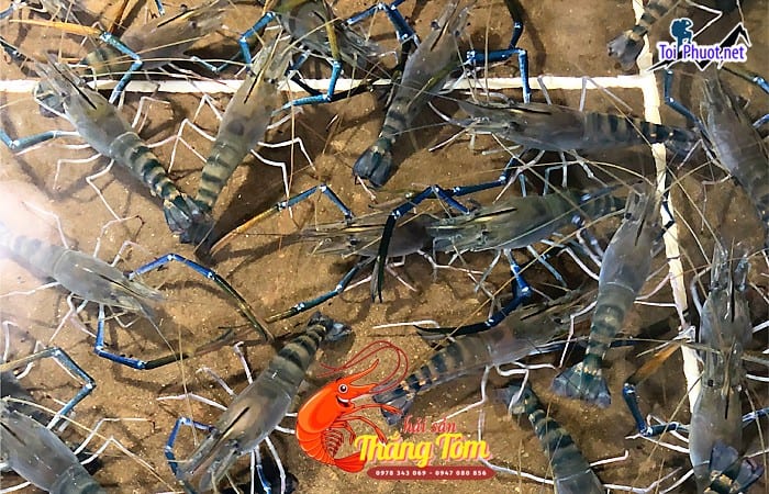 Top 5 địa chỉ cung cấp hải sản Đồng Hới Quảng Bình sỉ giá rẻ tốt hàng đầu (3)
