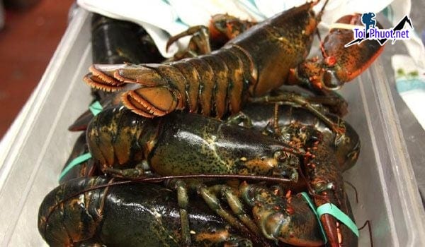 Top 5 địa chỉ Cung cấp tôm hùm hải sản tươi sống giá sỉ tốt rẻ tôm alaska