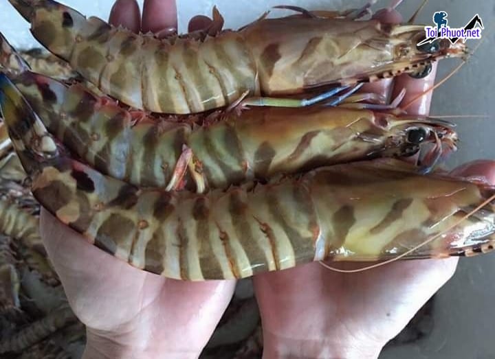 Tươi sống chắc thịt cung cấp hải sản Trà Vinh sỉ giá rẻ tốt cao cấp