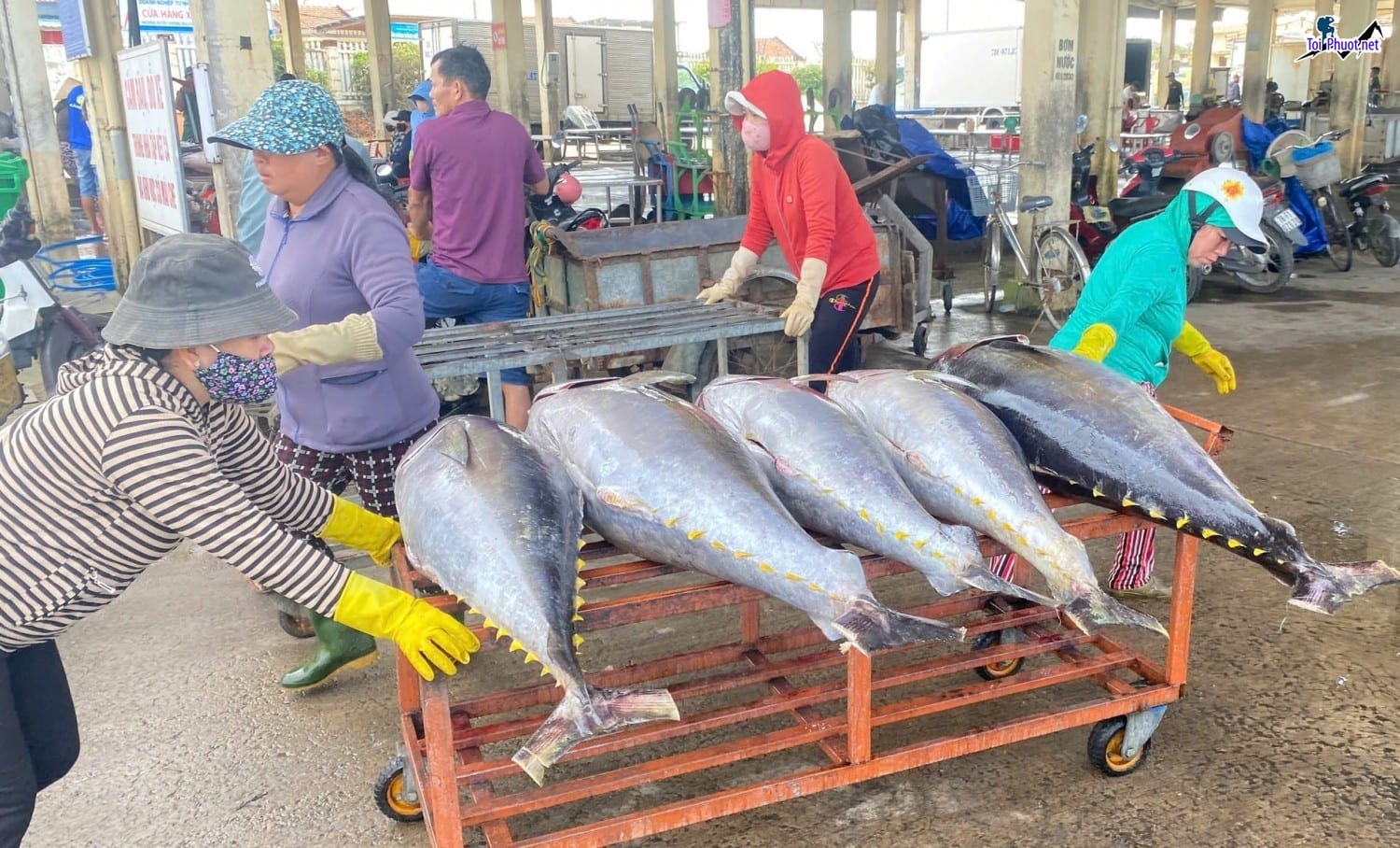 Vựa mua bán Cung cấp cá ngừ đại dương Tam Kỳ Quảng Nam hải sản tươi sống giá sỉ tốt rẻ ưu đãi