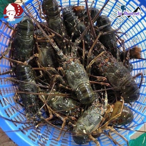 Vựa tôm Cung cấp tôm hùm Tuy Hòa Phú Yên hải sản tươi sống giá sỉ tốt rẻ chất lượng