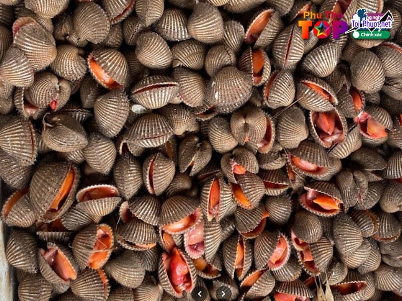 Top 3 Địa chỉ bán hải sản tươi sống chất lượng nhất Phú Thọ tươi ngon nhất