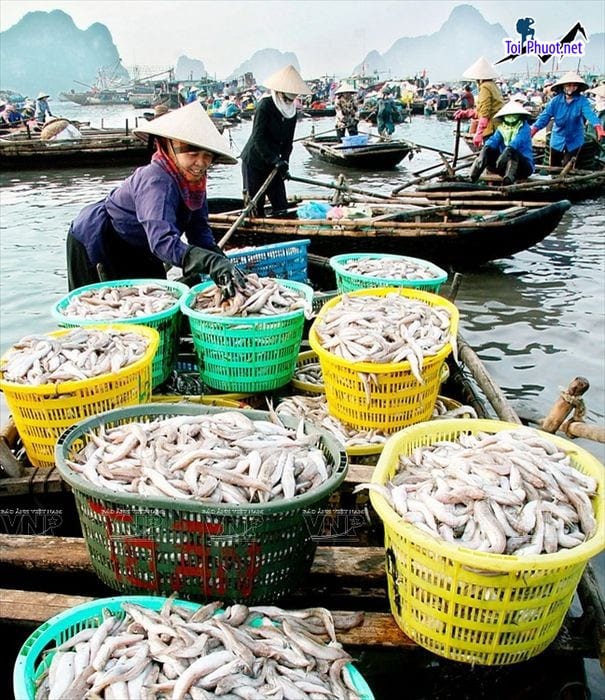 Top 7 Địa chỉ bán hải sản tươi sống chất lượng nhất Nghệ An Hàng chuẩn cân, chất lượng đảm bảo