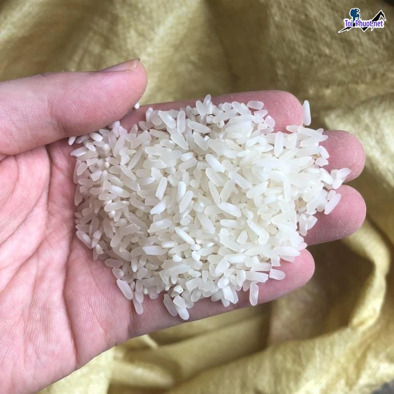 Top 2 cửa hàng gạo gần đây chất lượng Phan Rang - Tháp Chàm Ninh Thuận đáp ứng nhu cầu cao