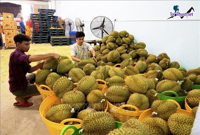 Top 2 cung cấp bán sầu riêng giá rẻ tốt chất lượng Thái Bình đáng tin cậy