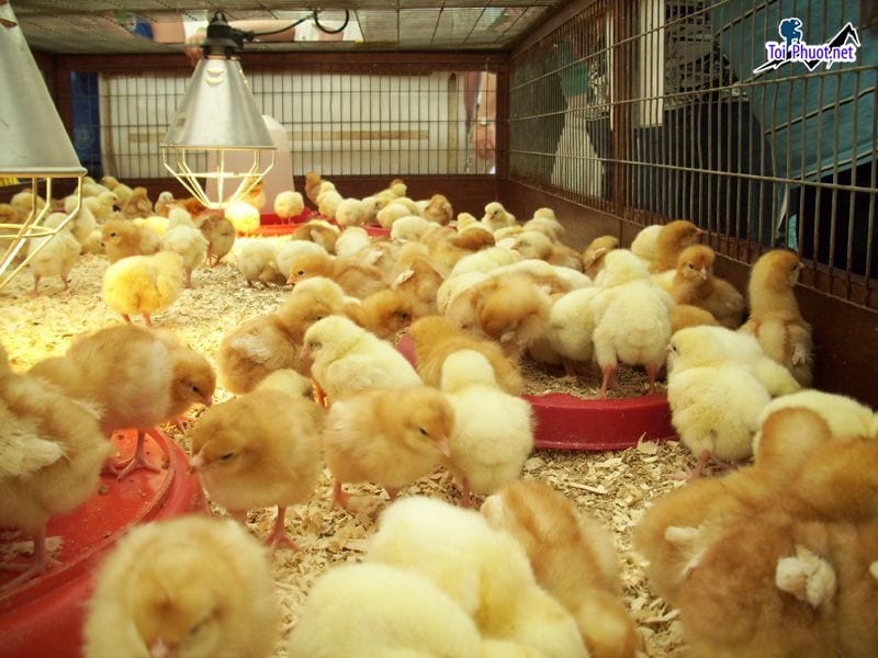 Top 3 bán thức ăn gia súc gia cầm Tây Ninh giá cả hợp lý