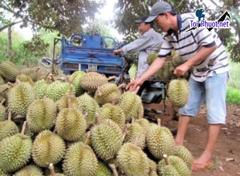 Top 3 cung cấp bán sầu riêng giá rẻ tốt chất lượng Cao Bằng tươi ngon nhất