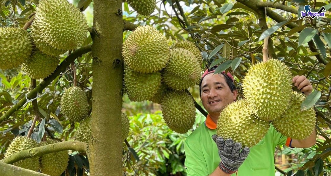 Top 3 cung cấp bán sầu riêng giá rẻ tốt chất lượng Thanh Hóa nhiều ưu đãi