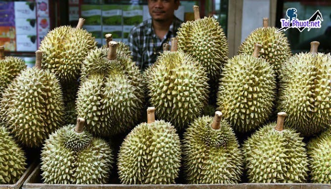 Top 4 cung cấp bán sầu riêng giá rẻ tốt chất lượng Đồng Hới Quảng Bình nhiều loại ngon nhất