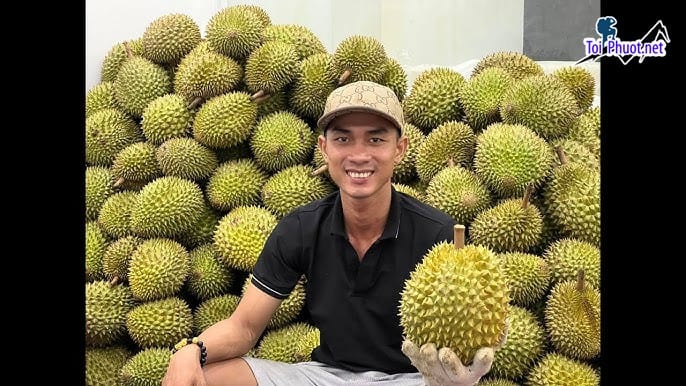 Top 4 cung cấp bán sầu riêng giá rẻ tốt chất lượng Đồng Xoài Bình Phước uy tín nhất