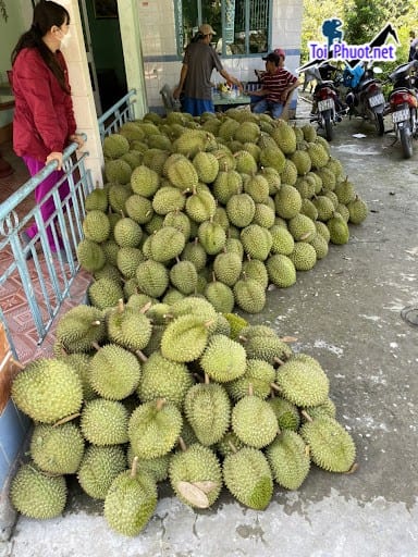 Top 4 cung cấp bán sầu riêng giá rẻ tốt chất lượng Lào Cai không bị sượng