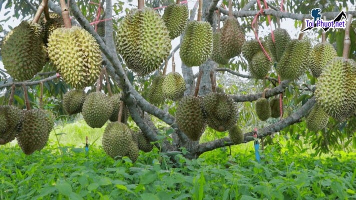 Top 4 cung cấp bán sầu riêng giá rẻ tốt chất lượng Phan Rang Tháp Chàm Ninh Thuận tươi ngon nhất