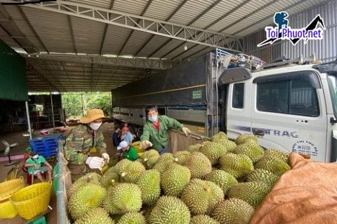 Top 4 cung cấp bán sầu riêng giá rẻ tốt chất lượng Sơn La khiến bạn thích mê