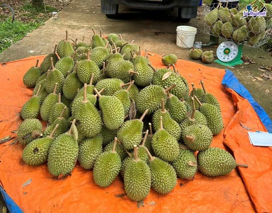 Top 4 cung cấp bán sầu riêng giá rẻ tốt chất lượng Tam Kỳ Quảng Nam quả to tròn