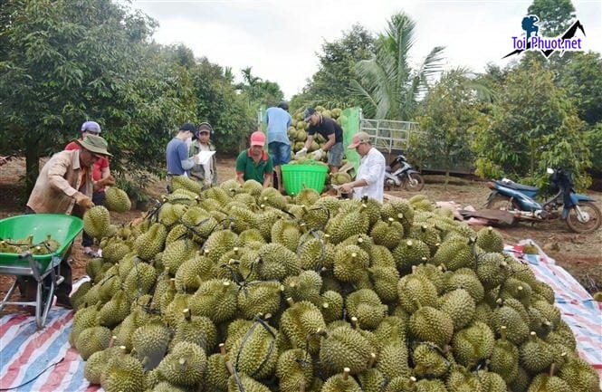 Top 4 cung cấp bán sầu riêng giá rẻ tốt chất lượng Tân An Long An có tem đi kèm