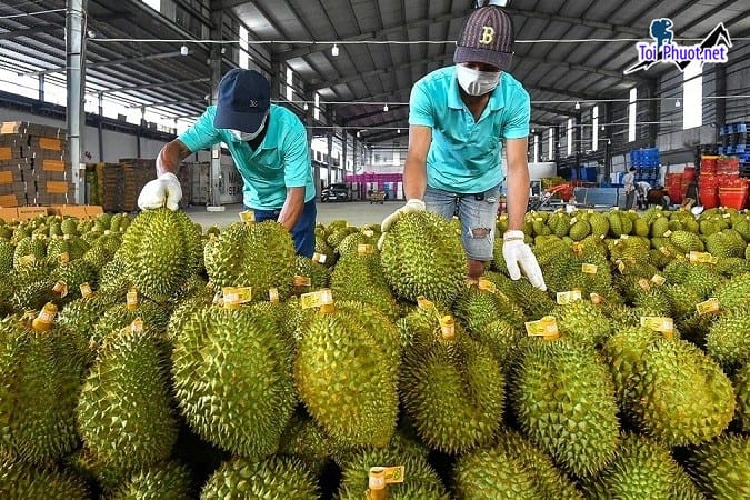 Top 4 cung cấp bán sầu riêng giá rẻ tốt chất lượng Tây Ninh hợp lý nhất