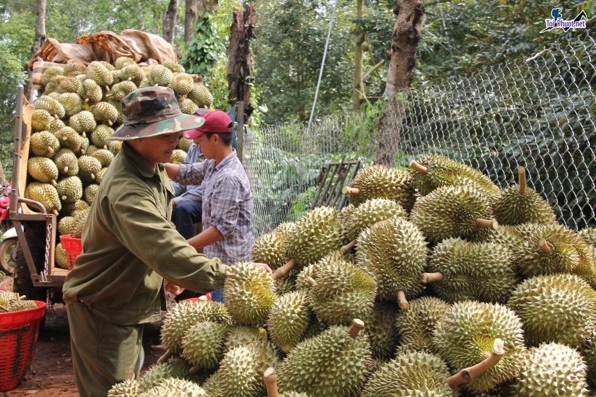 Top 4 cung cấp bán sầu riêng giá rẻ tốt chất lượng Trà Vinh nổi tiếng