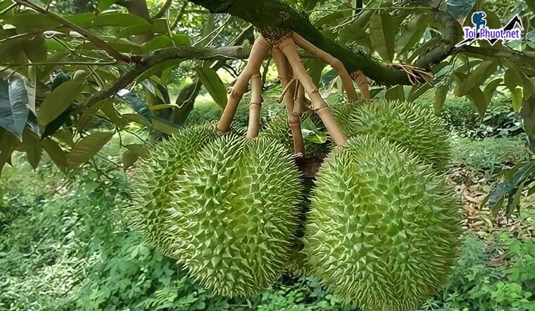 Top 5 cung cấp bán sầu riêng giá rẻ tốt chất lượng Cao Lãnh Đồng Tháp cực ngon