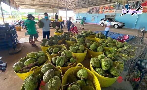Top 5 cung cấp bán sầu riêng giá rẻ tốt chất lượng Đông Hà Quảng Trị hạt lép