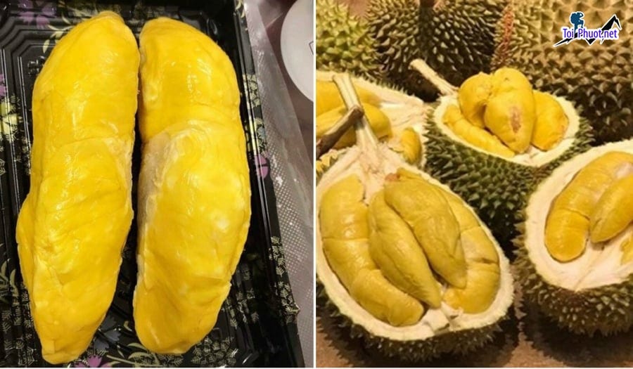 Top 5 cung cấp bán sầu riêng giá rẻ tốt chất lượng Phan Thiết Bình Thuận không bị hỏng (1)