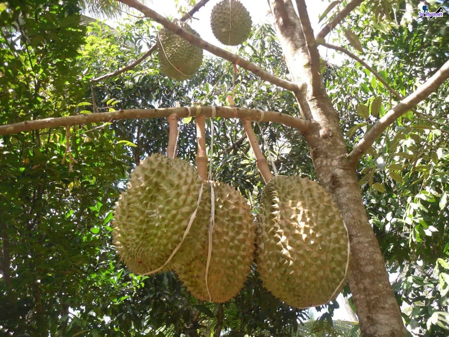 Top 5 cung cấp bán sầu riêng giá rẻ tốt chất lượng Phan Thiết Bình Thuận không bị hỏng (2)