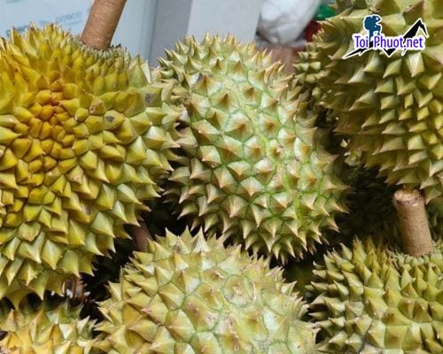 Top 5 cung cấp bán sầu riêng giá rẻ tốt chất lượng Vinh Nghệ An ngon ngọt