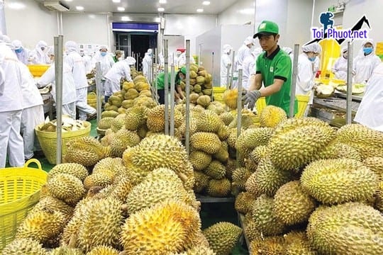 Top 7 cung cấp bán sầu riêng giá rẻ tốt chất lượng Mỹ Tho Tiền Giang uy tín