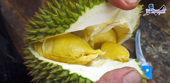 Top cung cấp bán sầu riêng giá rẻ tốt chất lượng Bạc Liêu cực tốt